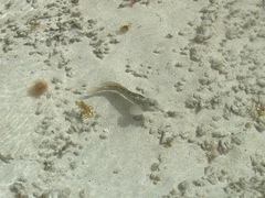 Parablennius parvicornis