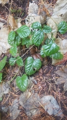 Rubus nivalis