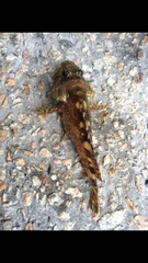 Sebastiscus marmoratus