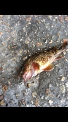 Sebastiscus marmoratus