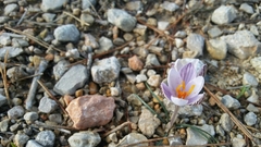 Crocus cambessedesii