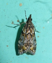 Eudonia minualis