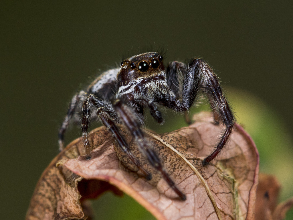 Dendryphantes secretus