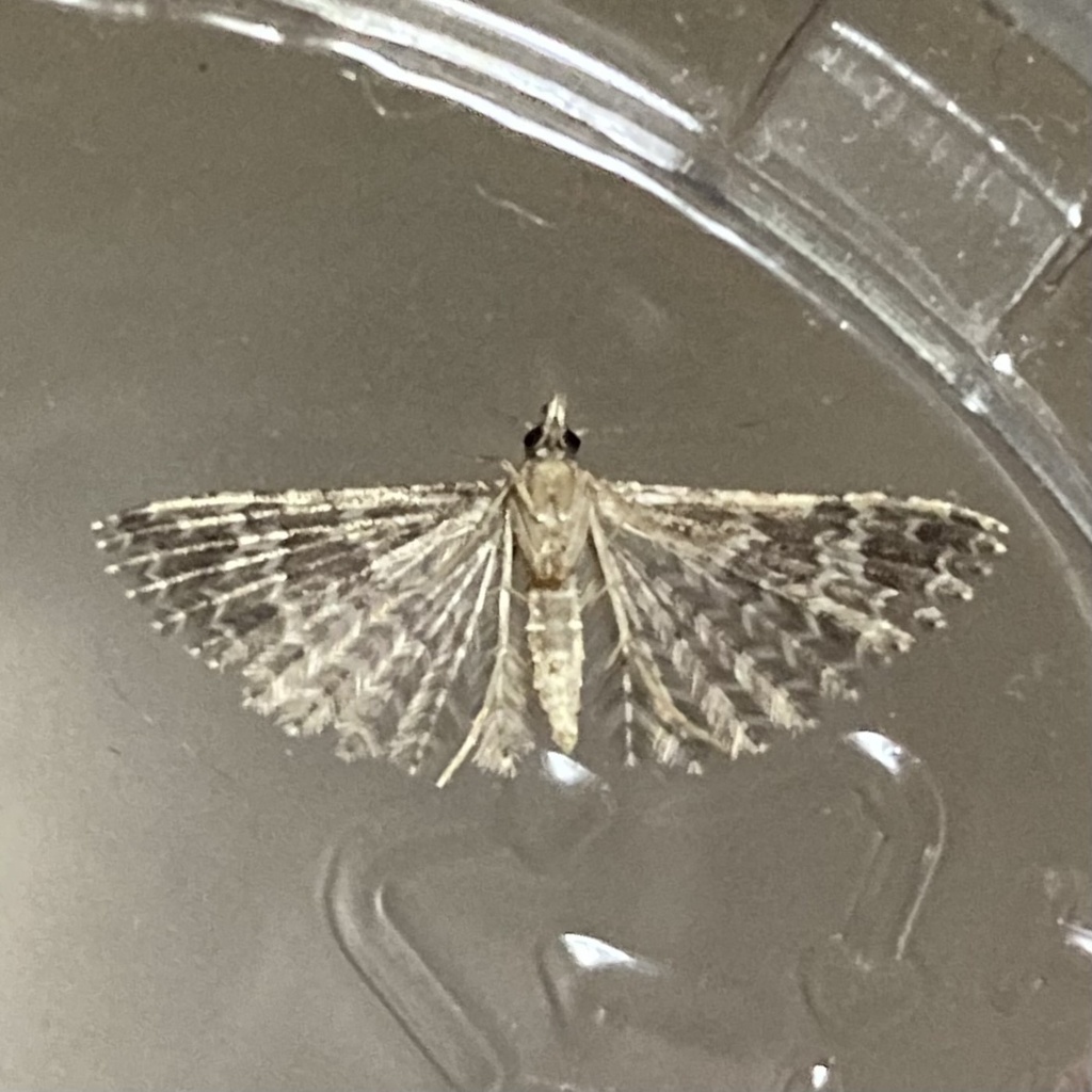 Alucita lalannei
