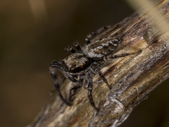 Dendryphantes secretus