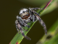 Dendryphantes secretus