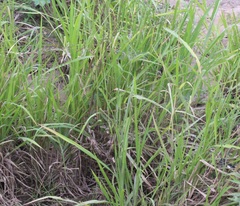 Eragrostis mexicana