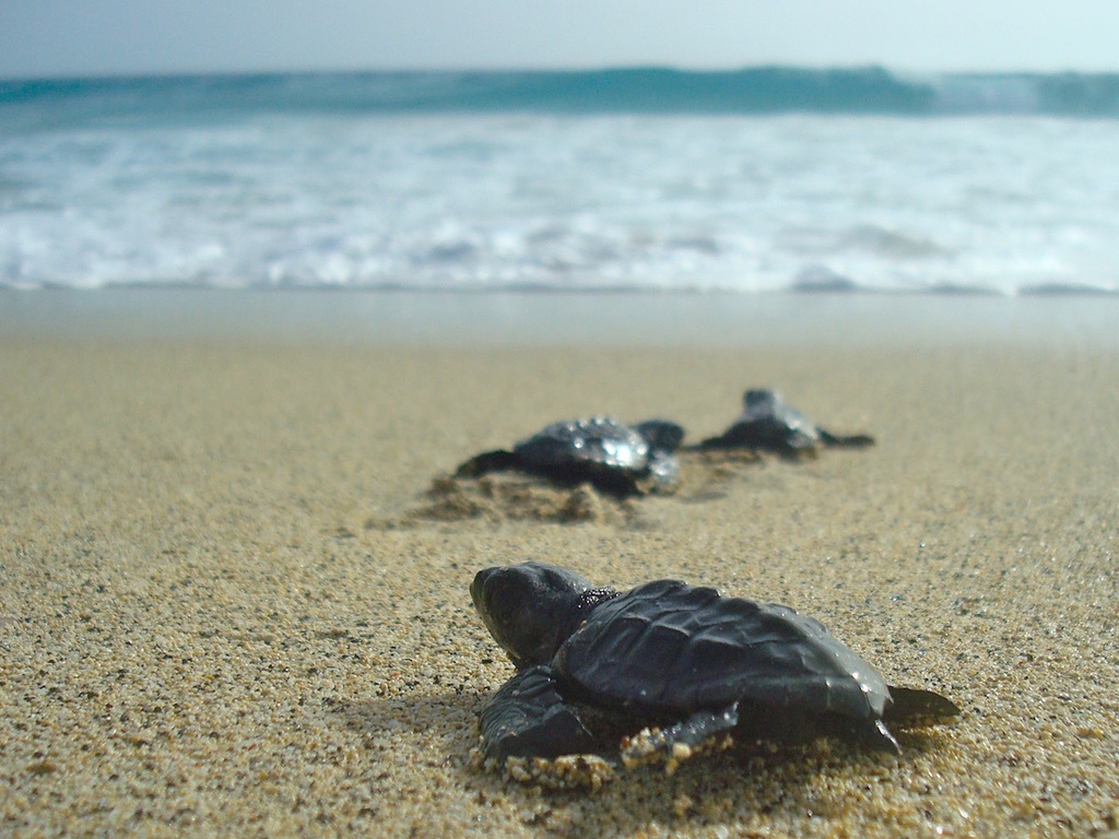 Loggerhead hatchlings crawling across the beach toward the sea