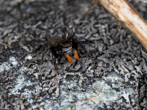 Euophrys uralensis