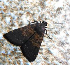 Hydrillodes lentalis