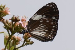 Euploea radamanthus