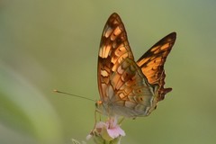 Vagrans sinha