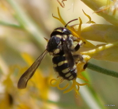 Loyolanthidium