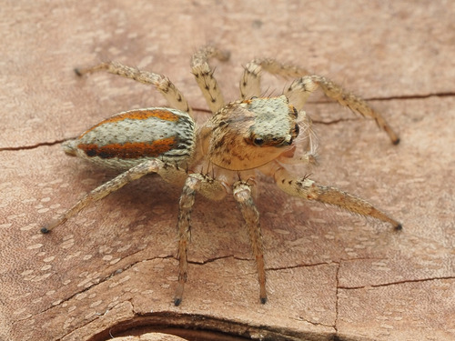 Dimorphic Jumping Spider