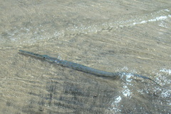 Fistularia tabacaria