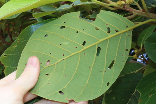 Image of Big Leaf Bollywood (Litsea leefeana) by (c) Thomas Mesaglio, some rights reserved (CC BY)