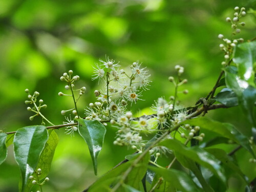 Image of Prunus phaeosticta by no rights reserved