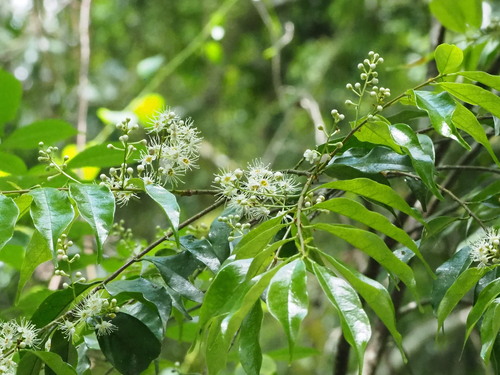 Image of Prunus phaeosticta by no rights reserved