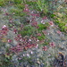Drosera browniana - Photo (c) Thilo Krueger, some rights reserved (CC BY-NC), uploaded by Thilo Krueger