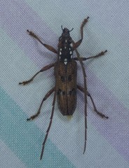 Strongylurus cretifer