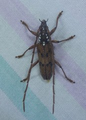 Strongylurus cretifer