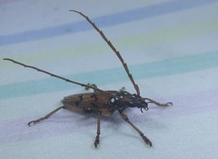 Strongylurus cretifer