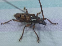 Strongylurus cretifer