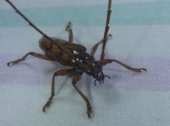 Strongylurus cretifer