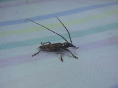 Strongylurus cretifer