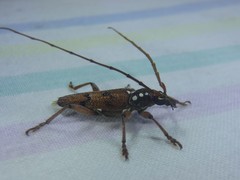 Strongylurus cretifer