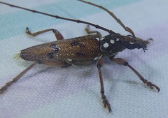 Strongylurus cretifer