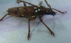 Strongylurus cretifer