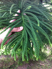 Araucariaceae