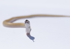 Rhynchocalamus melanocephalus