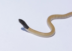 Rhynchocalamus melanocephalus