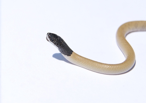 Rhynchocalamus melanocephalus