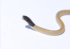 Rhynchocalamus melanocephalus