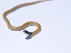 Rhynchocalamus melanocephalus