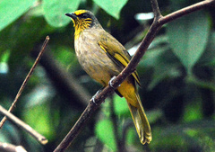 Pycnonotus finlaysoni