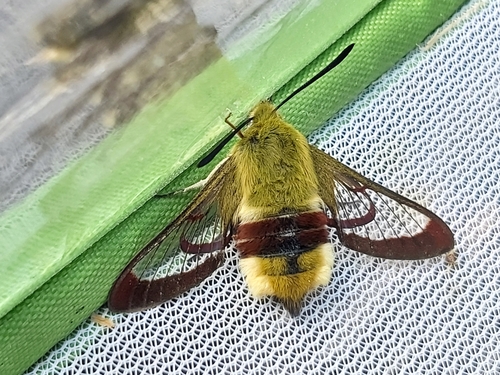 Broad-bordered Bee Hawkmoth photographed in Lithuania