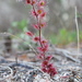 Drosera basifolia - Photo (c) Thilo Krueger, some rights reserved (CC BY-NC), uploaded by Thilo Krueger
