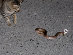 Oligodon fasciolatus