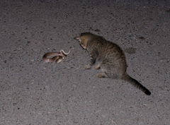 Oligodon fasciolatus