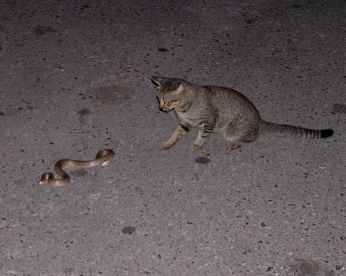 Cantor's Kukri Snake, Oligodon cyclurus
