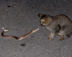 Oligodon fasciolatus