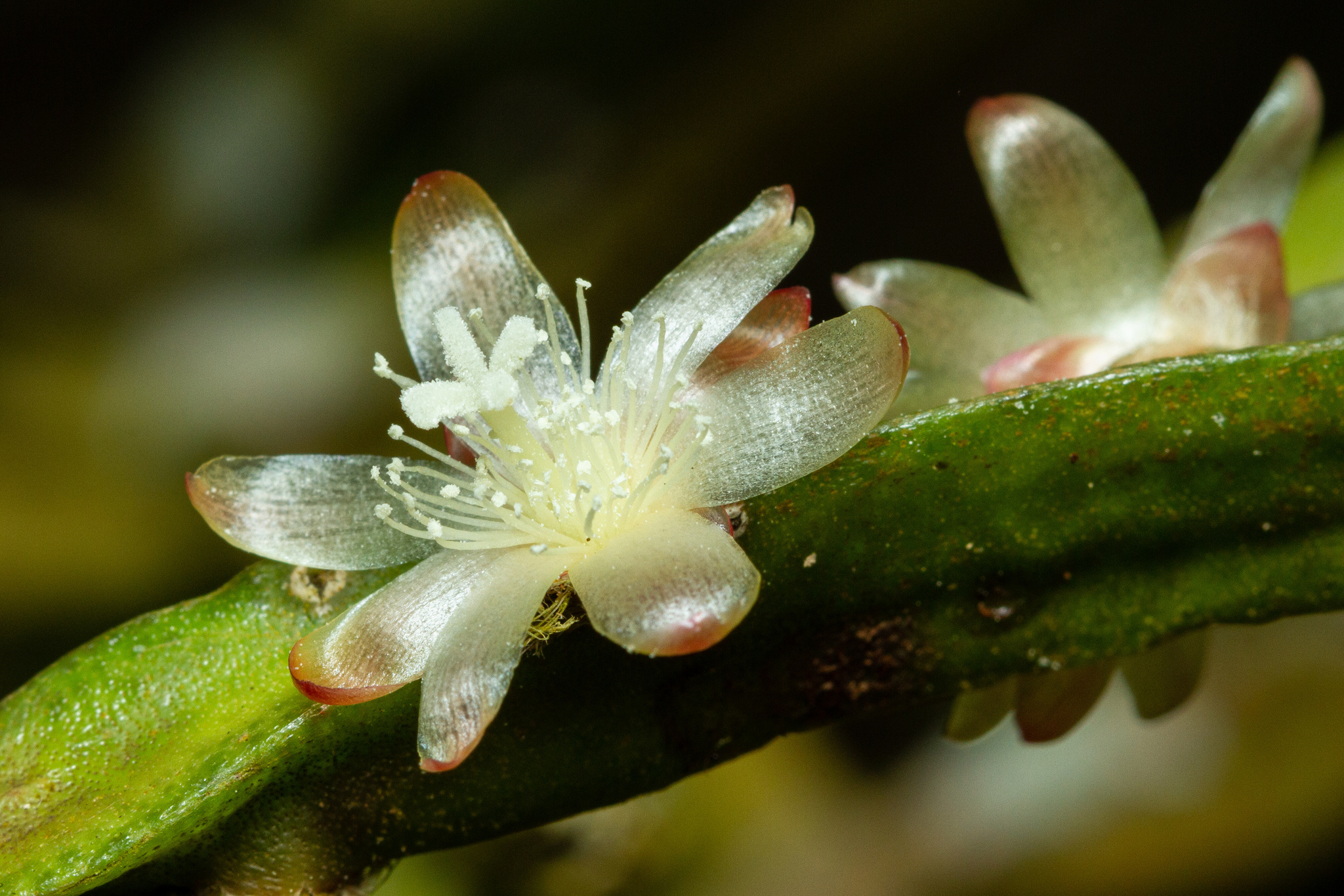 Rhipsalis trigona