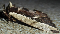 Spatalia sikkima