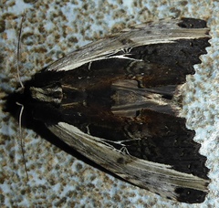 Spatalia sikkima