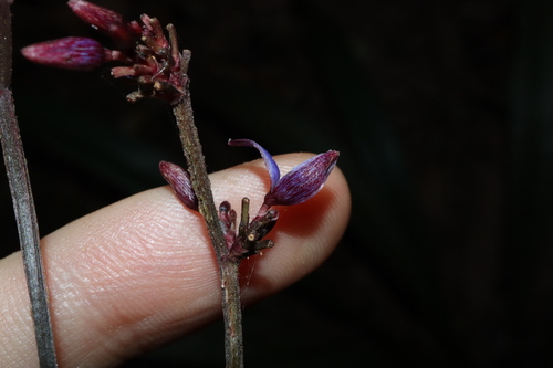 Image of Dianella Atraxis (Dianella atraxis) by (c) Thomas Mesaglio, some rights reserved (CC BY)