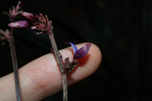 Image of Dianella Atraxis (Dianella atraxis) by (c) Thomas Mesaglio, some rights reserved (CC BY)